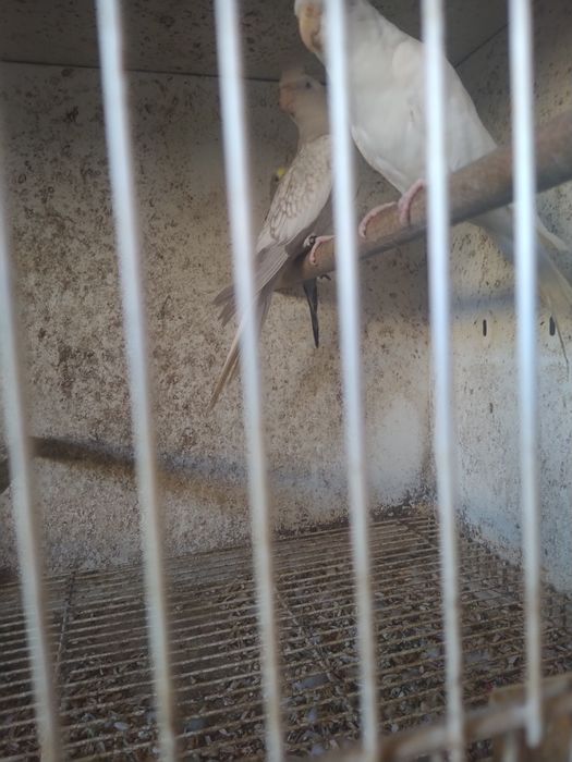 Caturras Face branca, Pérola Canela Face Branca e Albina