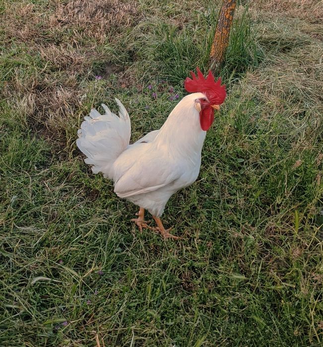 Galos de cruzamento entre Leghorn e Isa Brown