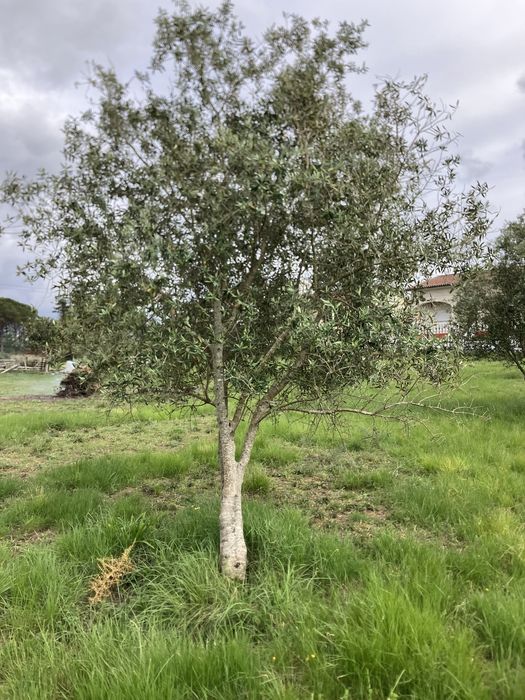 Oliveiras para jardim ou replantar.
