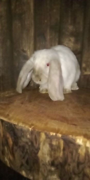 Продам кролів різних порід та віку