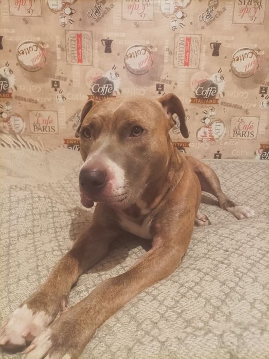 Питбуль в хорошие руки