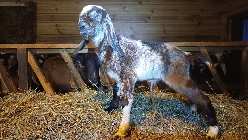 Обезрожування  козенят, термокаутером. Коза, козел.