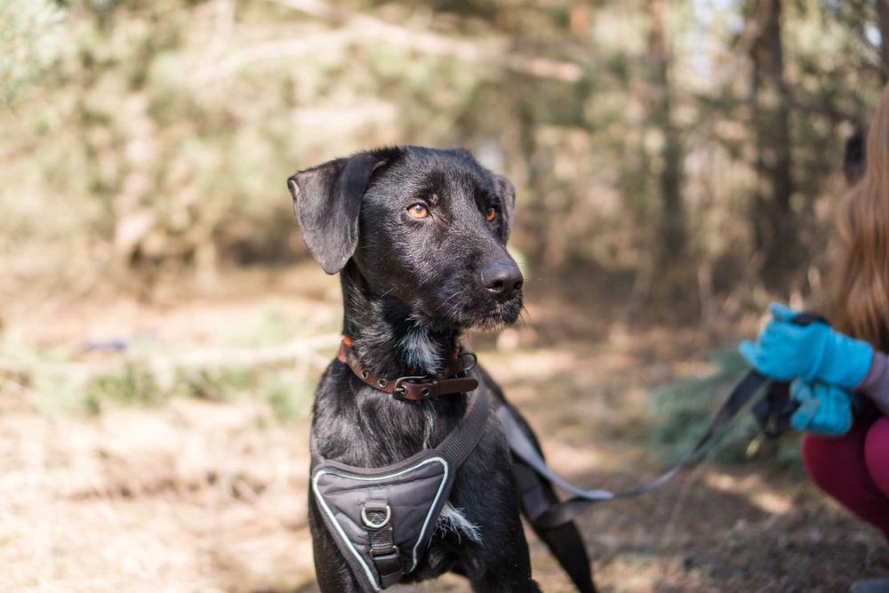 1,5 roczny Dżager do adopcji!