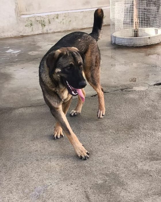 Piloto- cao de porte grande para adoção