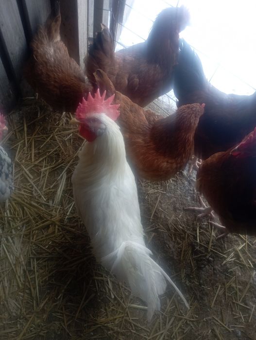 Koguty młode z lata różne gatunki