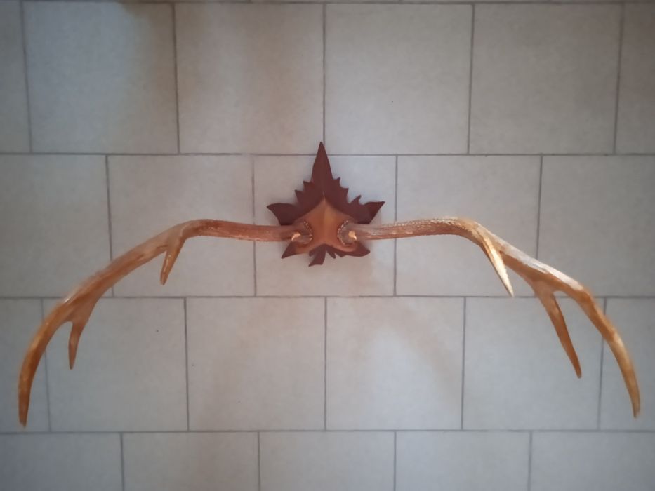 Роги пятнистого молодого оленя