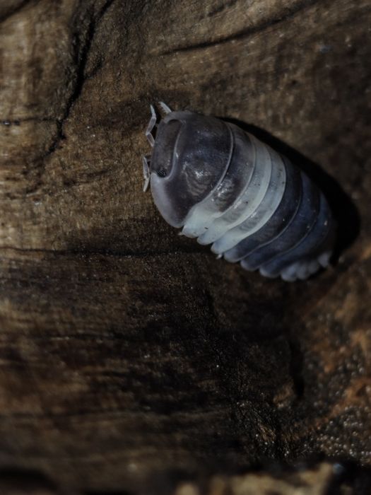 Isopod C.Panda King