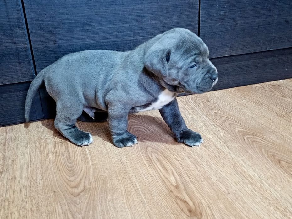Cane Corso - BŁĘKITNY Chłopiec