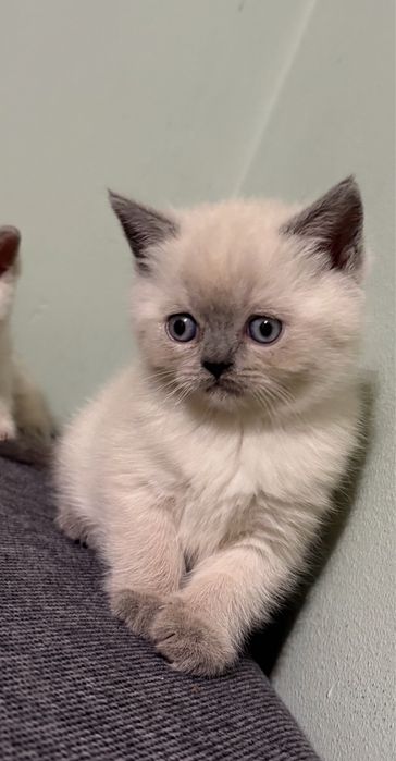 Kotki brytyjskie point, niebieskie