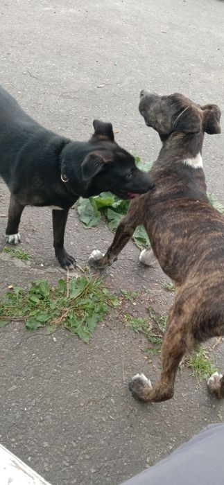 Цуценя в гарні руки