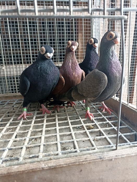 Brodawczaki brodawczak