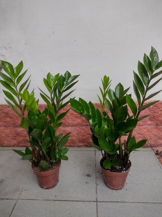 Замиуокулькас долларовое дерево