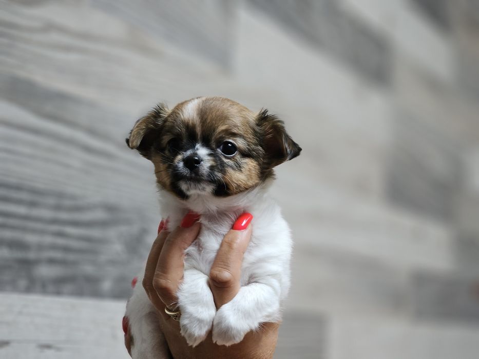 Chihuahua długowłosa dziewczynka LATTE