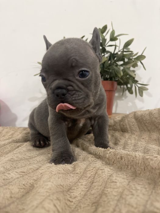 Filhote de Bulldog Francês - Blue