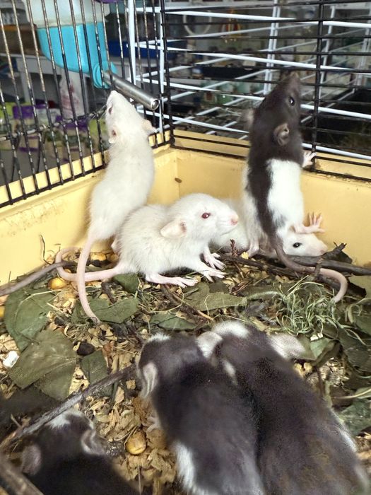 Крысята Дамбо (малыши) очень ручные !!