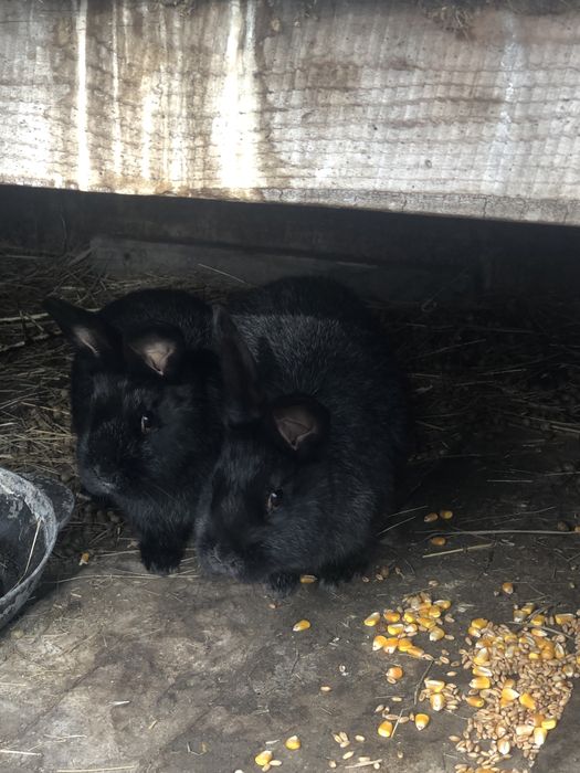 Продам кроликов