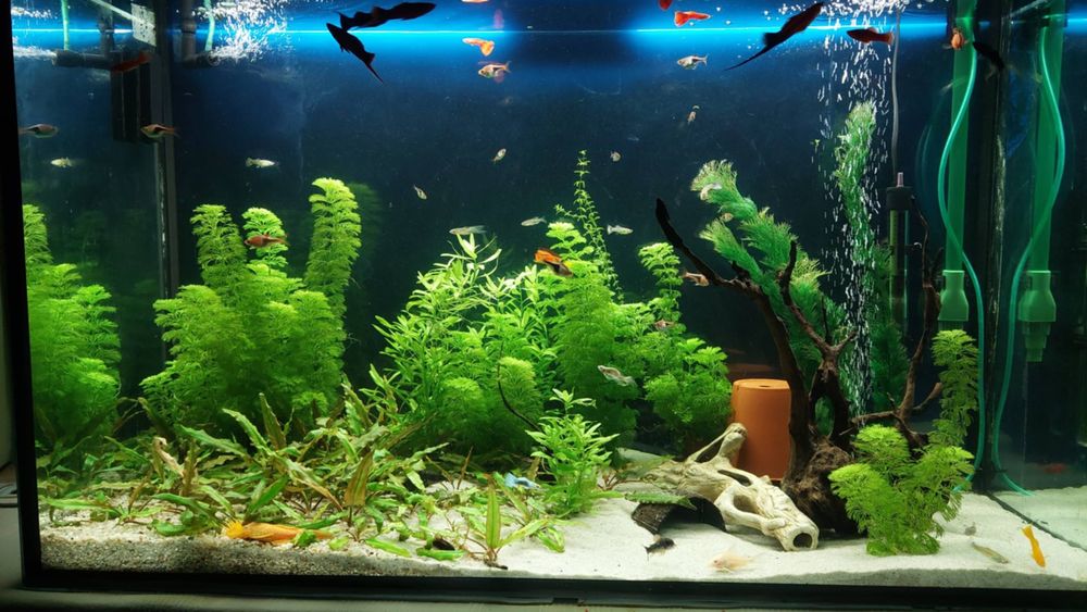 Akwarium 240 l z pełnym życiem