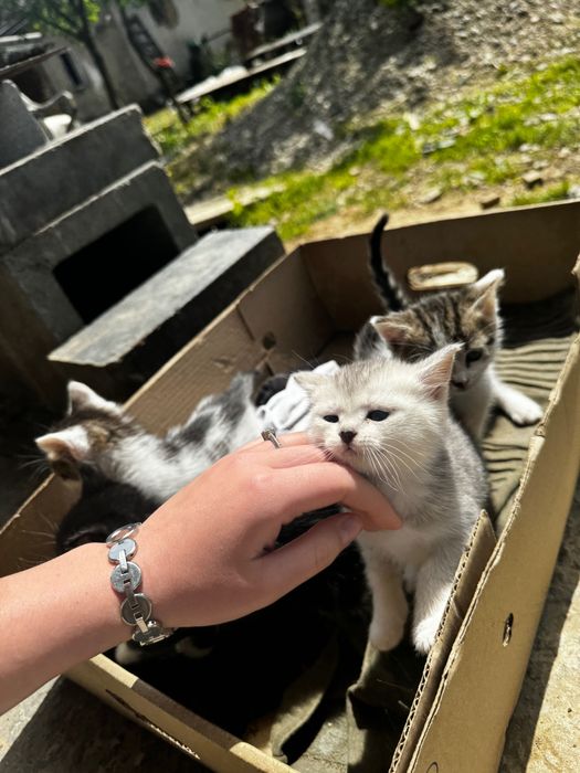 Кошенята шукають дім!