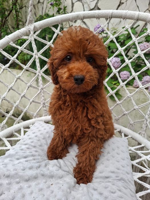 Pudel - Maltipoo Maltipoo F1B