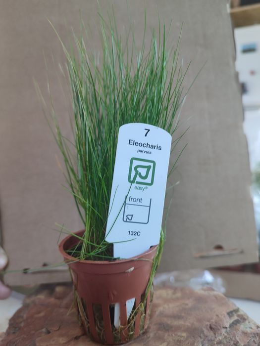 Planta Aquário_ Eleocharis Parvula