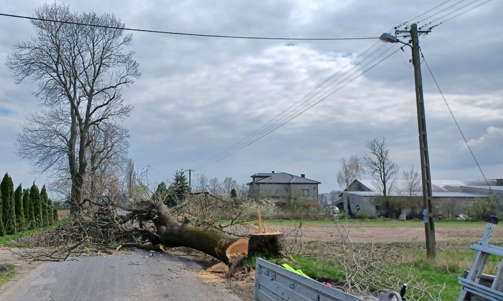 Wycinka przycinanie drzew  koszenie trawy