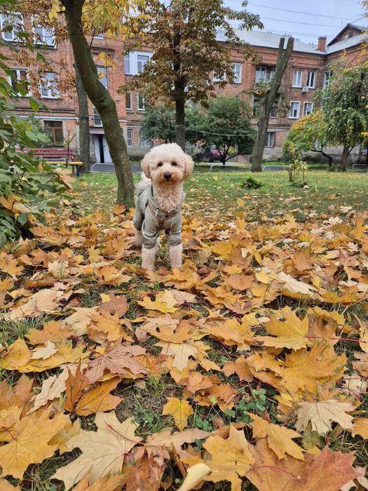 Кабель карликового пудель ищет девочку для случки