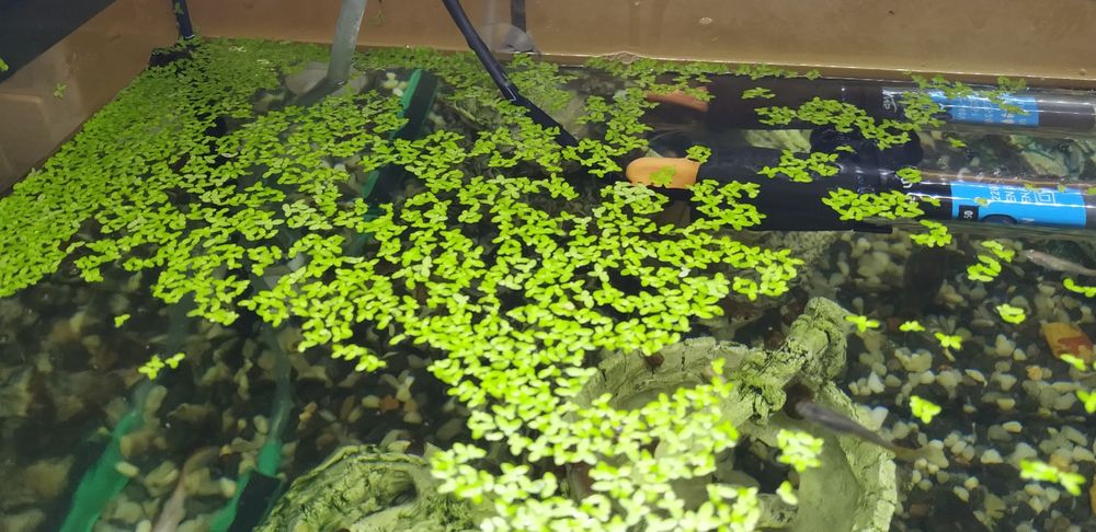 Lemna Minor - planta de aquário