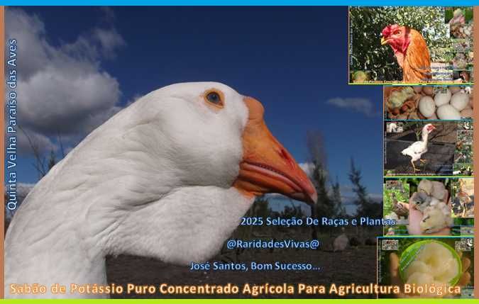 Ganso Kholmogory de Olhos Azuis Branco Limpo Importado