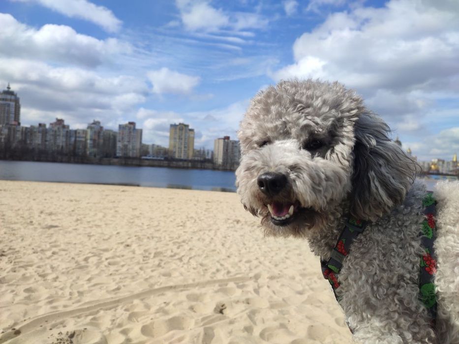 В'язка, карликовий пудель