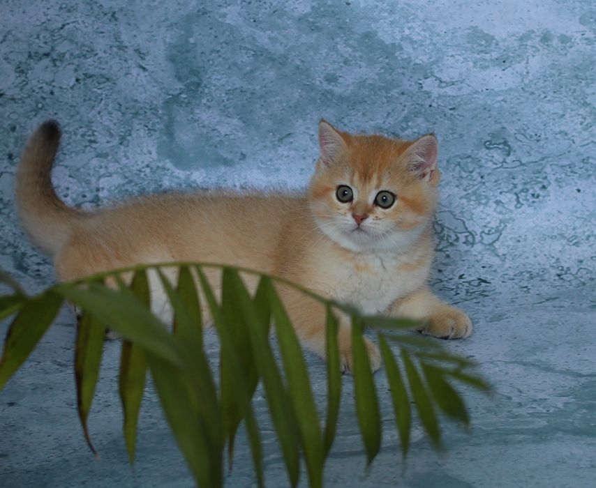 Кошеня золота шиншила