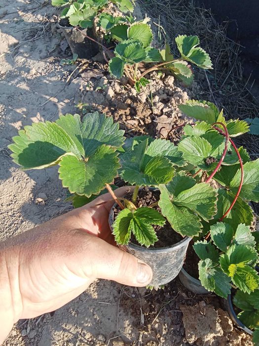Продам розсаду полуниці