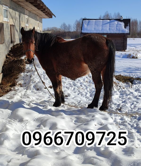 Молода робоча кобила