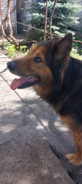 Пропала собака Балабино