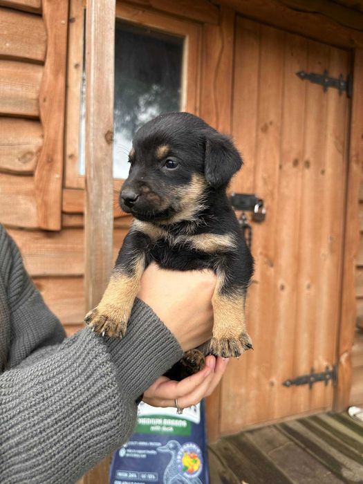 Віддам цуценят в добрі руки. Будуть до 15 кг.