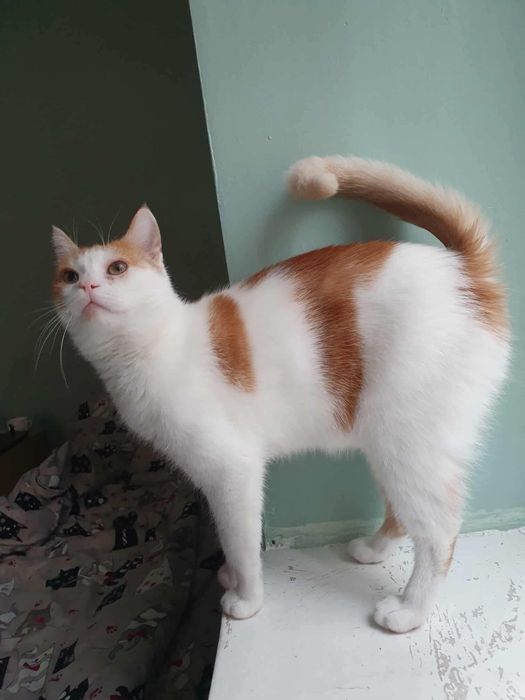 Kot Pinokio szuka domu