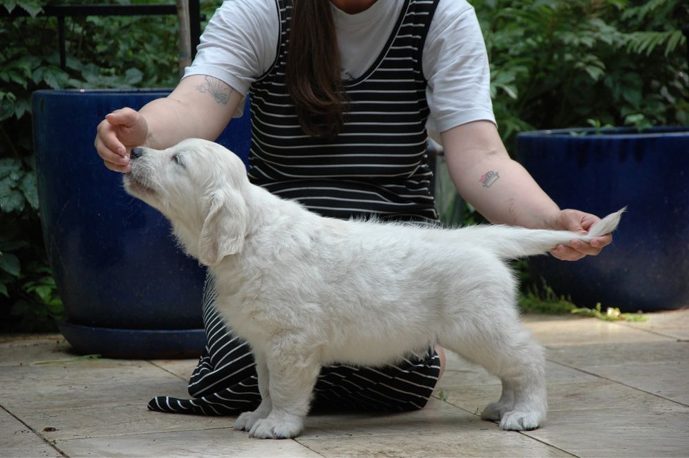 Szczeniak Golden Retriever ZKwP FCI GOTOWY DO ODBIORU