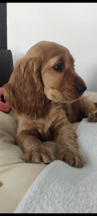 Wspaniała suczka  rodowodem. Cocker spaniel angielski