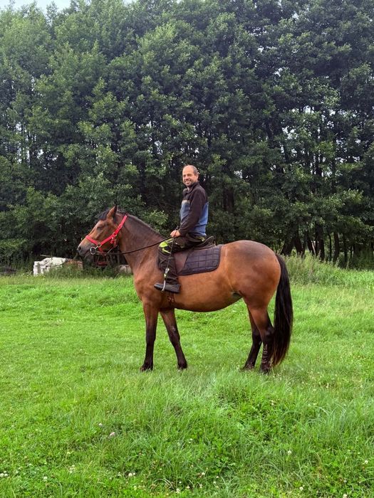Koń klacz 4 lata 163cm