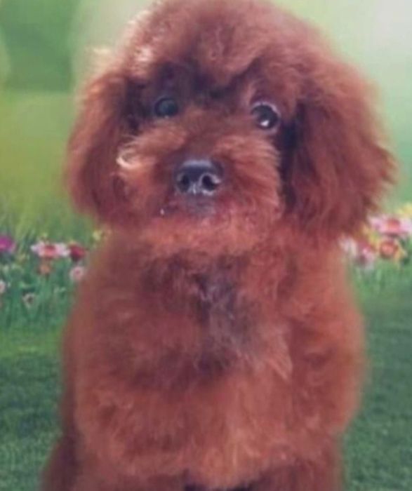 Maltipoo - suczka kremowa