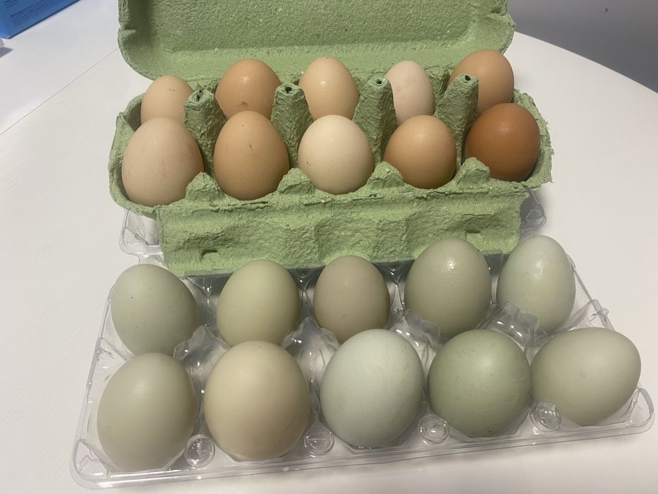 Домашні інкубаційні яйця породи Амераукана та інших змішаних порід