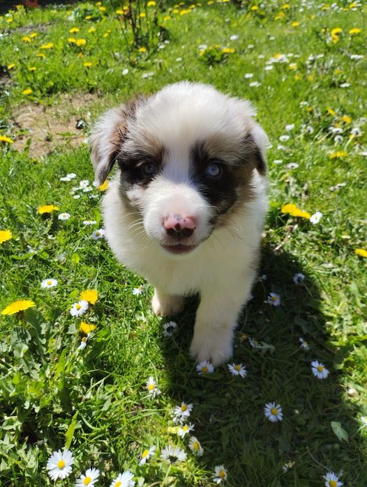 Border Collie piesek