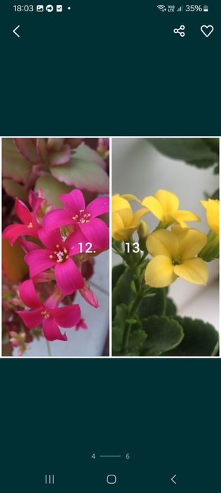 Вазони каланхоє колекція