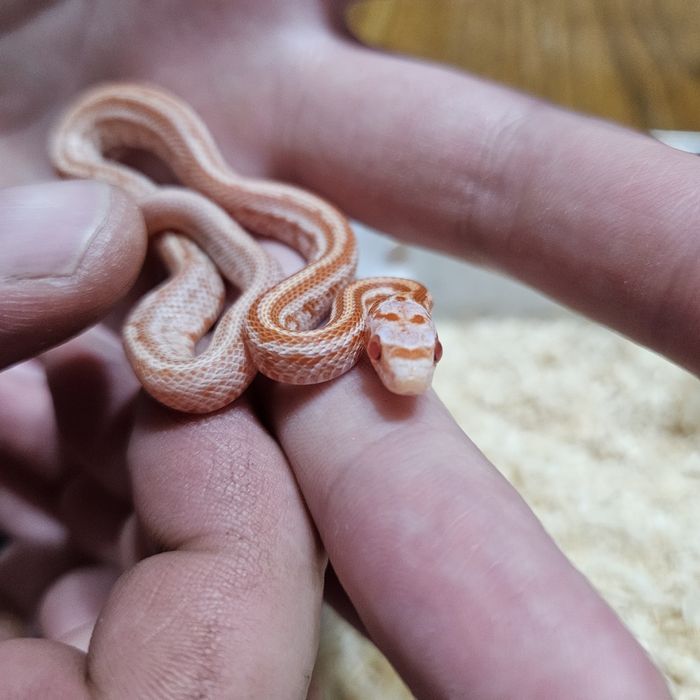 Wąż zbożowy młode