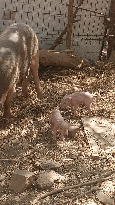 Porcos/Leitões troca con Cabras