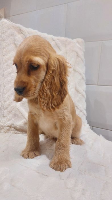 Cocker Spaniel Angielski suczka nowe zdjecia