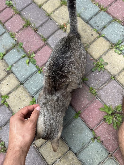Хлопчик , котеня 5 місяців шукає родину