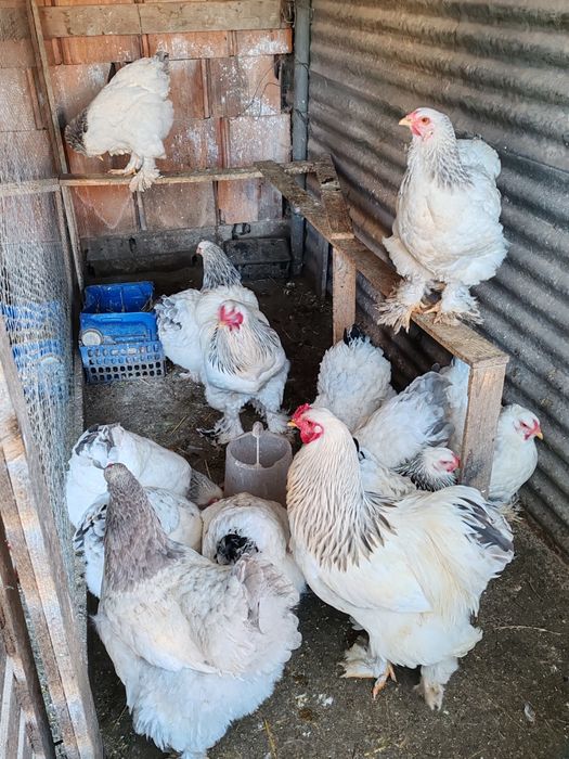 Ovos de Galinhas raça brahmas /Garnizes miniatura