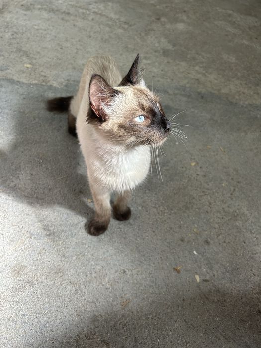 Gatinho para adocao