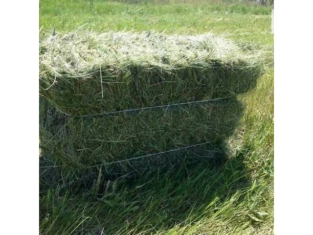 Продам сіно(різнотрав'я)