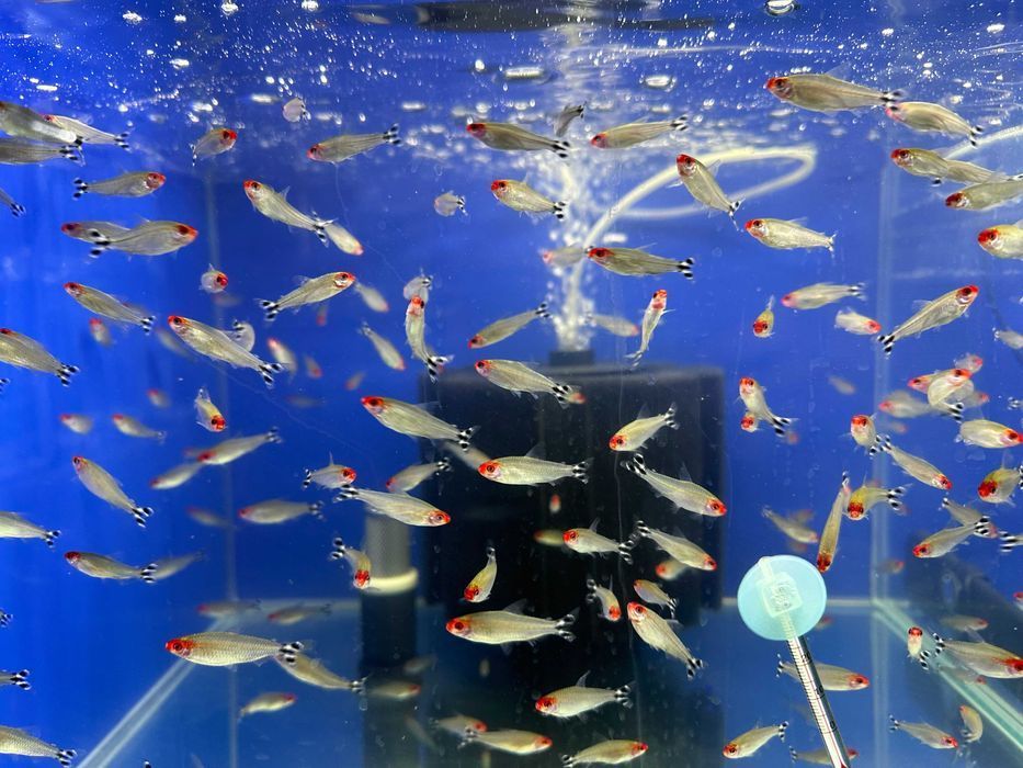 Rodostomus zwinnik czerwonousty